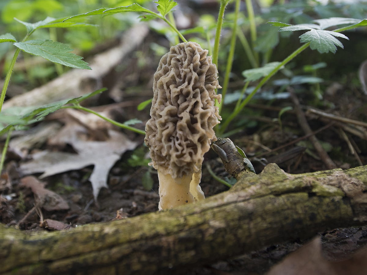 morel mushroom growing in the forest