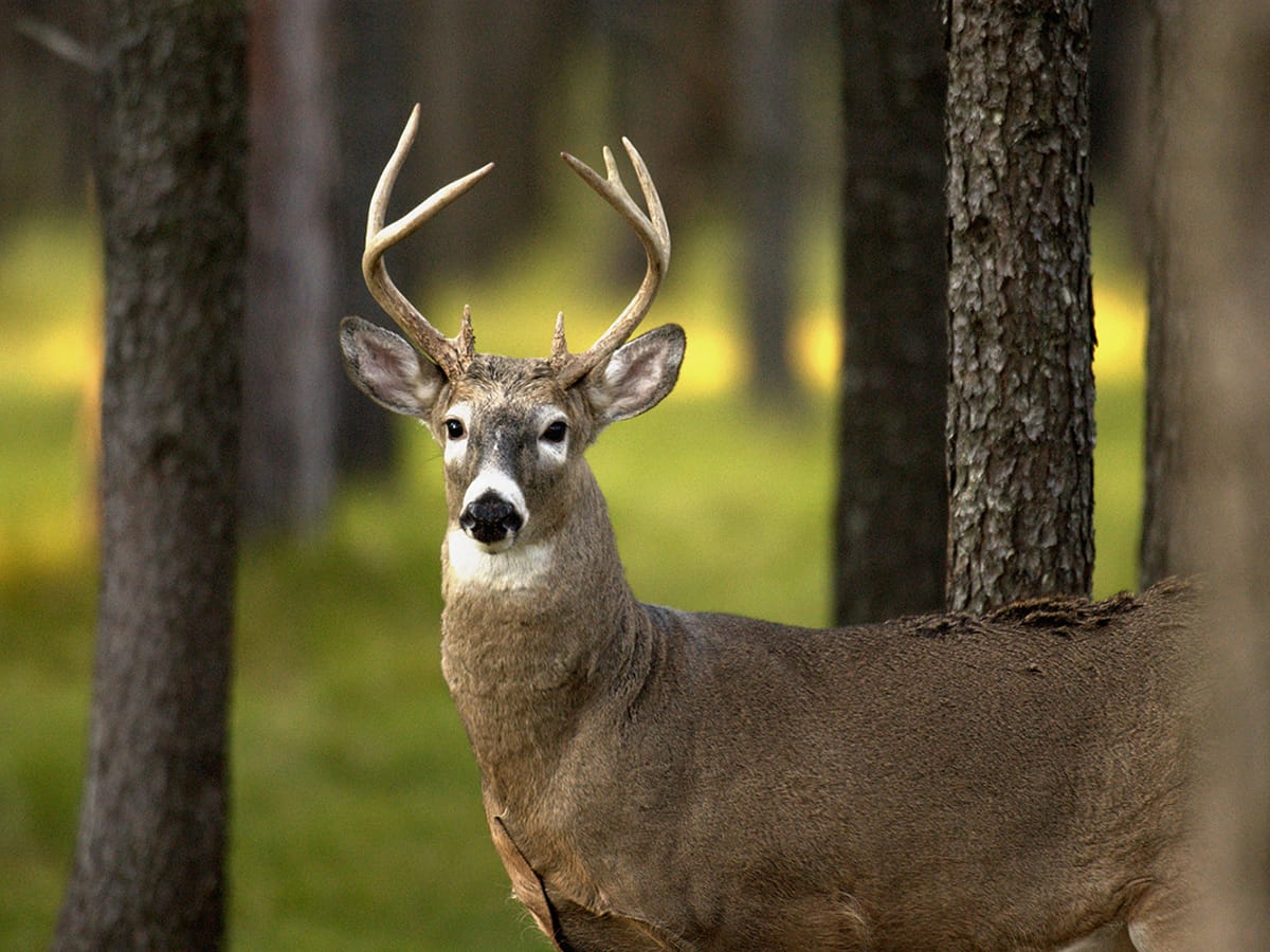 whitetail deer buck in forest