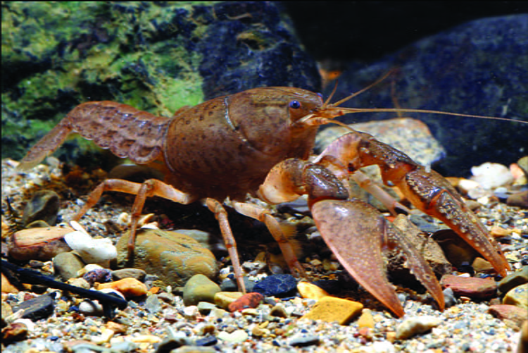 digger crayfish