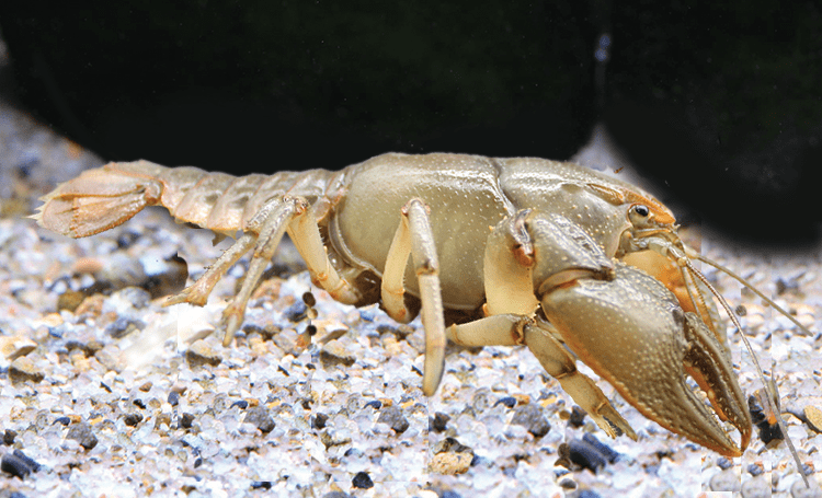 Great Plains mudbug