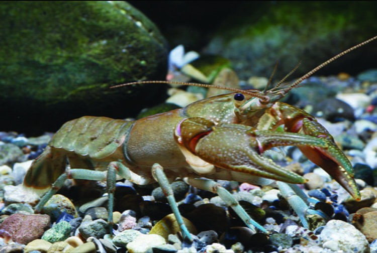 big water crayfish