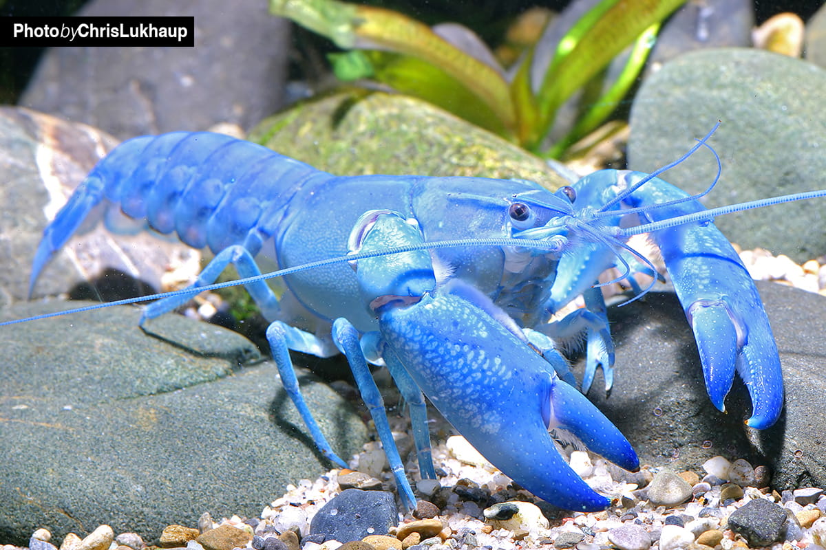 blue yabby crayfish