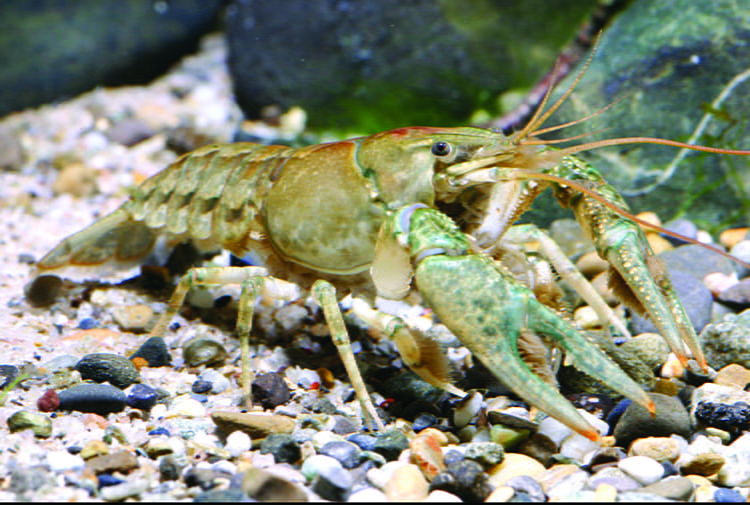 calico crayfish
