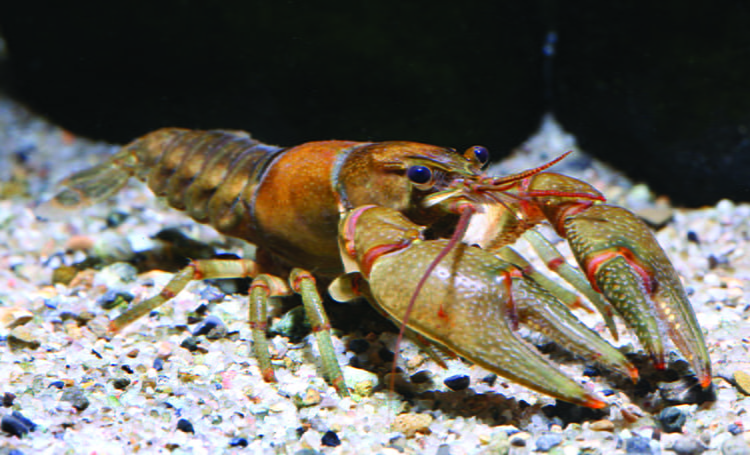northern clearwater crayfish