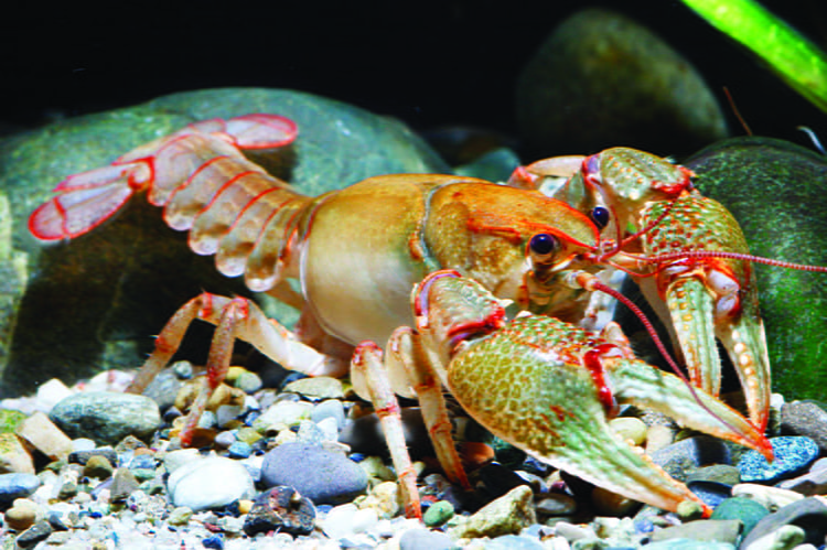 paintedhand mudbug