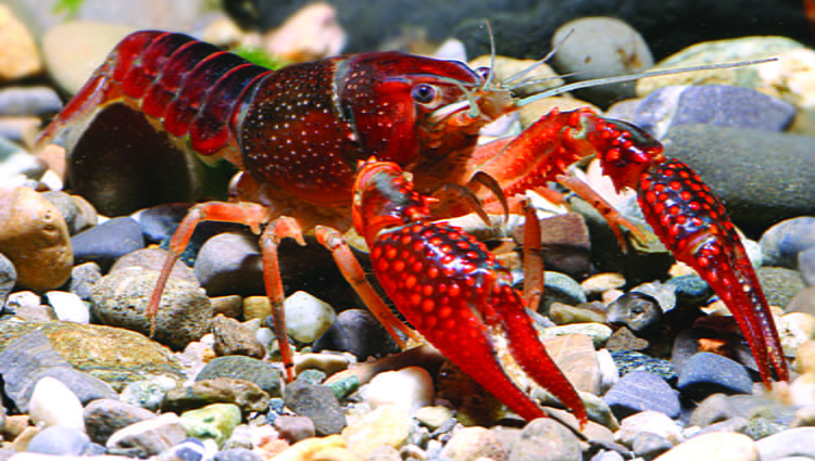 red swamp crayfish