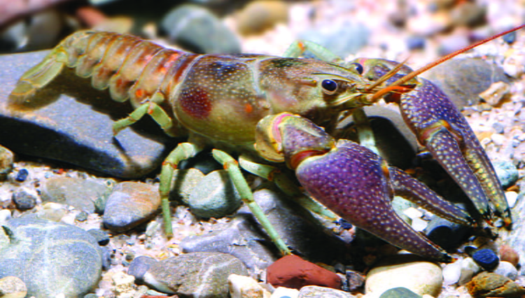 rusty crayfish