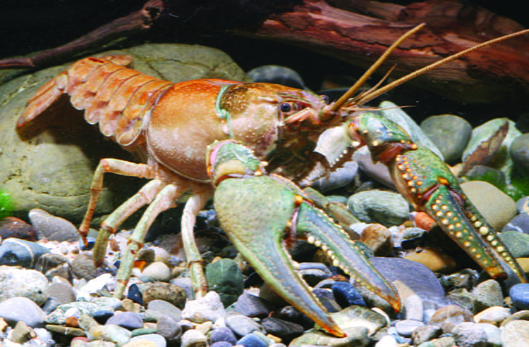 virile crayfish