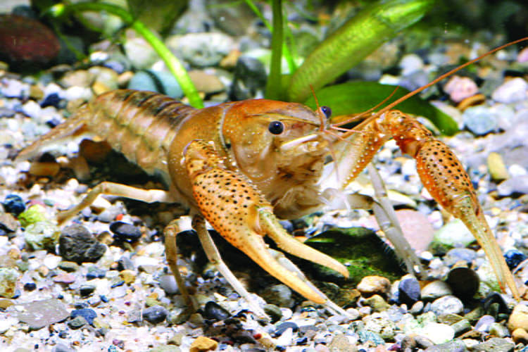 white river crayfish