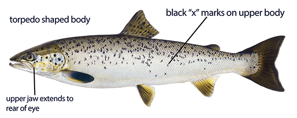 Illustration of an Atlantic salmon with distinct features labeled: torpedo-shaped body, upper jaw that extends to rear of eye, and black "x" marks on upper body.