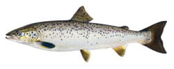 Drawing of Atlantic salmon