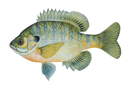 bluegill fish illustration by Joseph R. Tomelleri ©