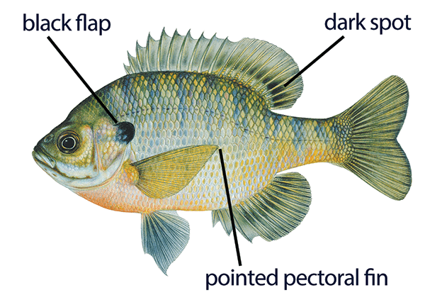 Illustration of a bluegill with distinct features labeled: black flap, dark spot, and pointed pectoral fin.