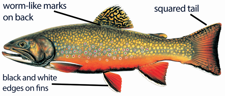 Illustration of a male brook trout with distinct features labeled: worm-like marks on back, squared tail, and black and white edges on fins.