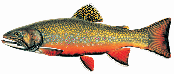 Illustration of a male brook trout, copyright Joseph Tomelleri.