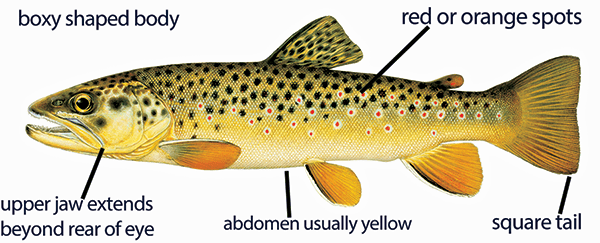 Illustration of a brown trout with distinct features labeled: boxy shaped body; red or orange spots; upper jaw extends beyond rear of eye; abdomen usually yellow; and square tail. 