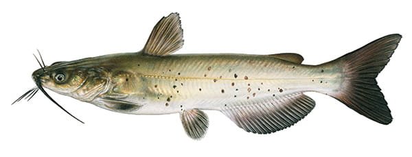 Channel Catfish Illustration 