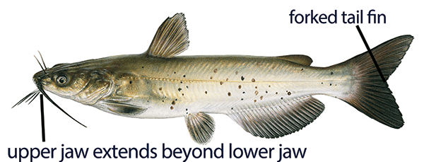 Illustration of a channel catfish with distinct features labeled: upper jaw that extends beyond lower jaw and forked tail fin.