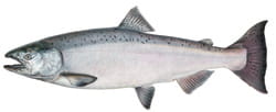 Chinook Salmon Illustration 