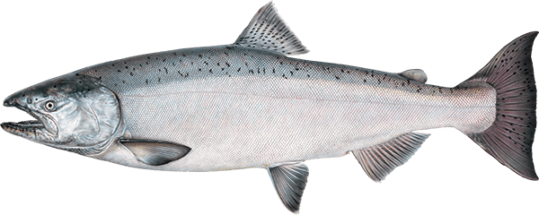 Chinook Salmon Illustration 