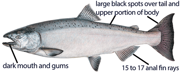 Illustration of a Chinook salmon with distinct features labeled: dark mouth and gums, 15 to 17 anal fin rays, and large black spots over upper portion of tail and body.