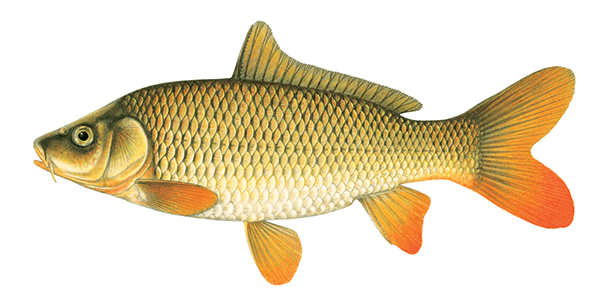 Common Carp illustration