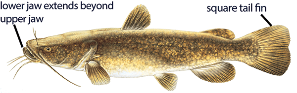 Illustration of a flathead catfish with distinct features labeled: lower jaw that extends beyond upper jaw and squared tail.