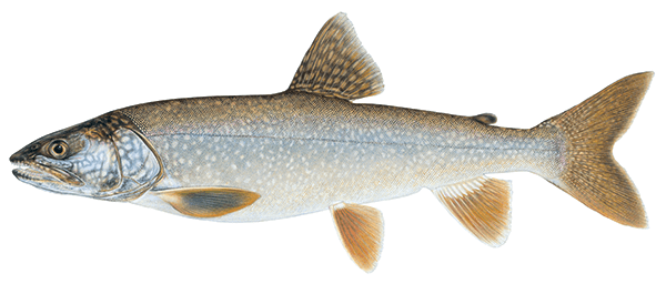 Lake Trout Illustration 