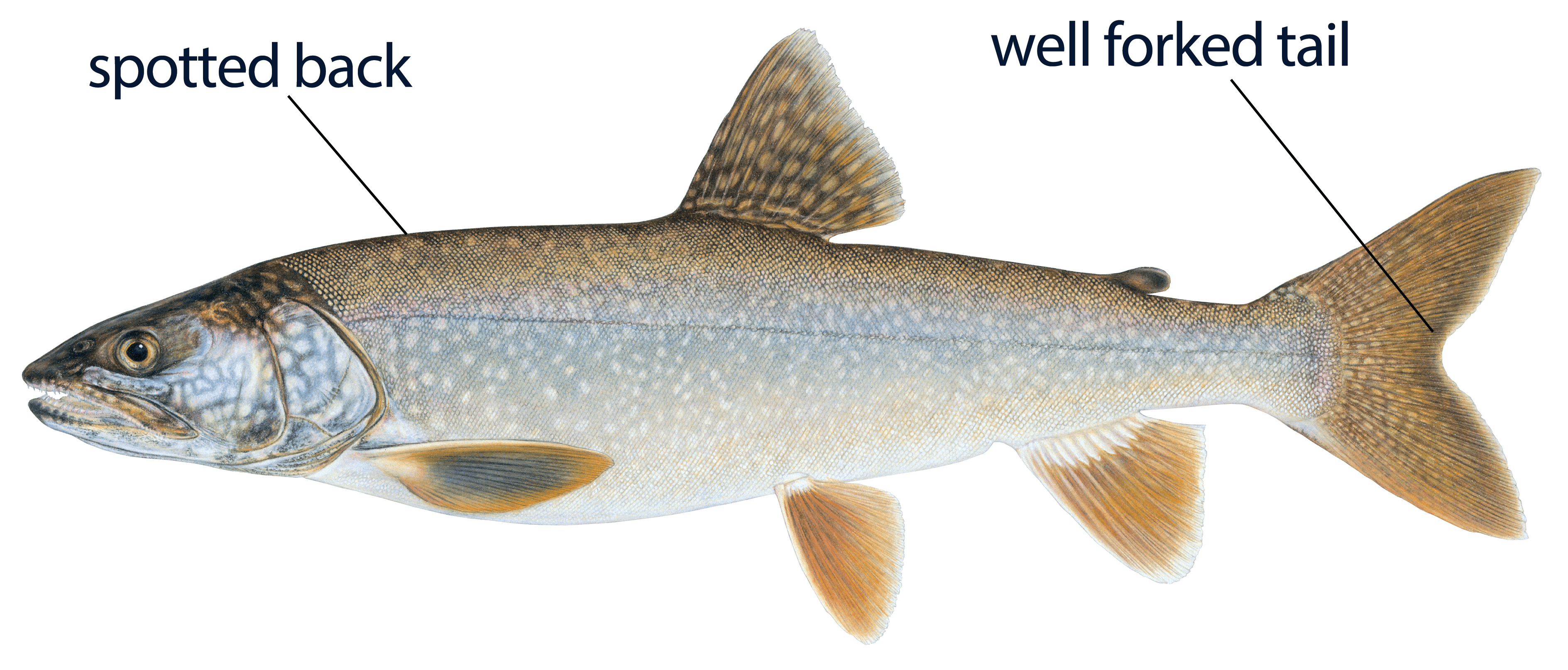 Illustration of a lake trout with distinct features labeled: spotted back and well-forked tail.