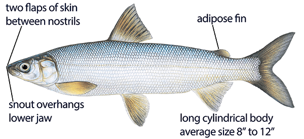 Lake whitefish illustration with distinguishing features identified, including adipose fin, long cylindrical body, average size 8 to 12 inches, two flaps of skin between nostrils, and snout that overhangs lower jaw.