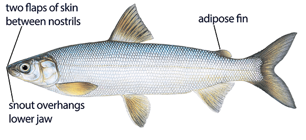 Lake whitefish illustration with distinguishing features identified, including adipose fin, long cylindrical body, two flaps of skin between nostrils, and snout that overhangs lower jaw.
