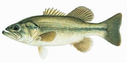 Largemouth Bass Illustration 