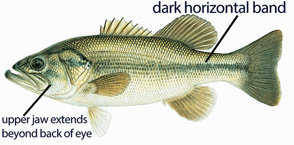 Illustration of a largemouth bass with distinct features labeled: upper jaw that extends beyond back of eye and dark horizontal band.
