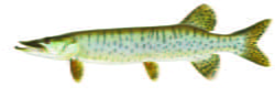 Muskellunge Illustration 
