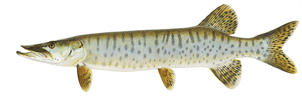 Muskellunge Illustration 