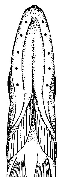 Illustration of sensory pores on jaw of northern pike.