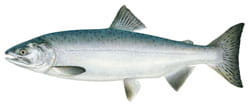 Pink Salmon Illustration 