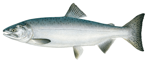 Pink Salmon Illustration 