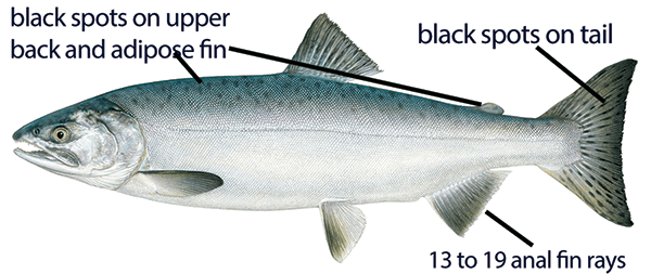 Illustration of a pink salmon with distinctive features labeled, including black spots on upper back and adipose fin, black spots on tail, and 13 to 19 anal fin rays.