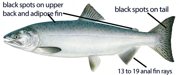 Illustration of a pink salmon with distinctive features labeled, including black spots on upper back and adipose fin, black spots on tail, and 13 to 19 anal fin rays.