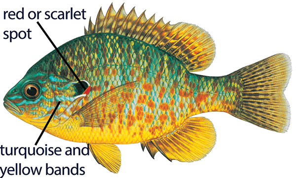 Illustration of a pumpkinseed sunfish with distinct features labeled: red or scarlet spot and turquoise and yellow bands.