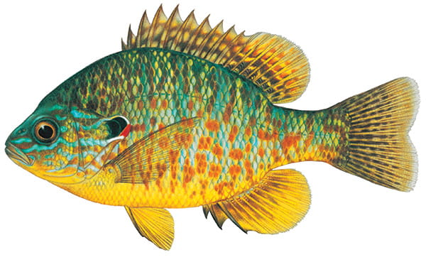 Illustration of a pumpkinseed (sunfish).
