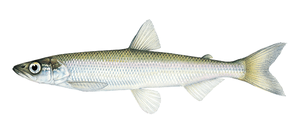 Smelt