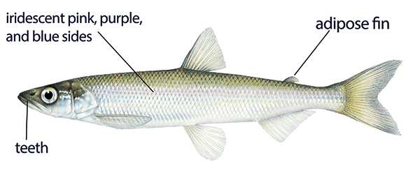 Illustration of a rainbow smelt with distinct features labeled: iridescent pink, purple, and blue sides, teeth, and adipose fin.