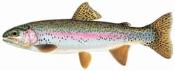 Rainbow Trout Illustration 