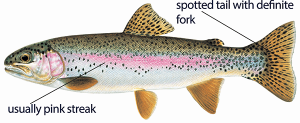 An illustration of a rainbow trout with distinct features labeled including spotted tail with definite fork and usually pink stripe.