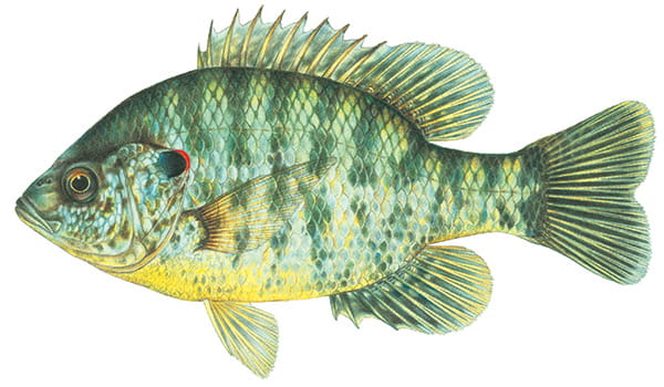 Illustration of a redear sunfish.