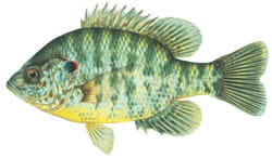 redear sunfish Illustration by Joseph R. Tomelleri ©