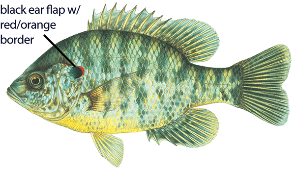 Illustration of a redear sunfish with distinctive black and red/orange ear flap labeled.
