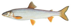 Round Whitefish Illustration